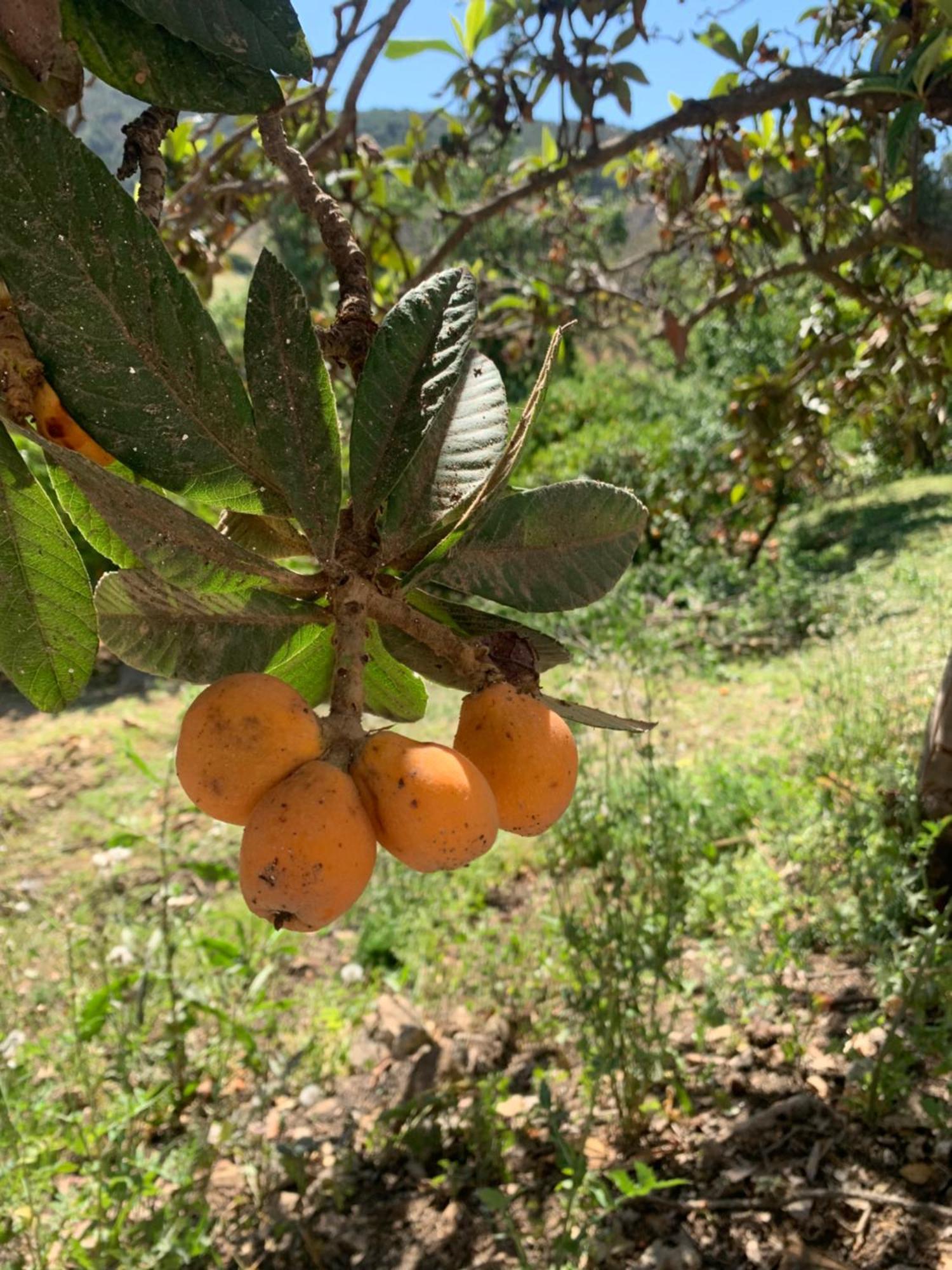 El Bufon De La Corte Carratraca ภายนอก รูปภาพ